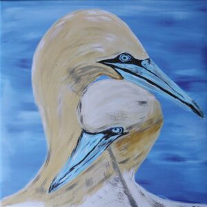 Basstölpel auf Helgoland